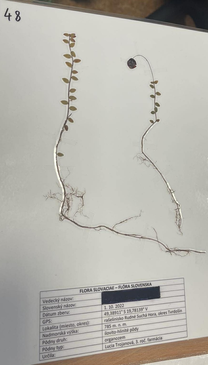Rastlina Vaccinium oxycoccos